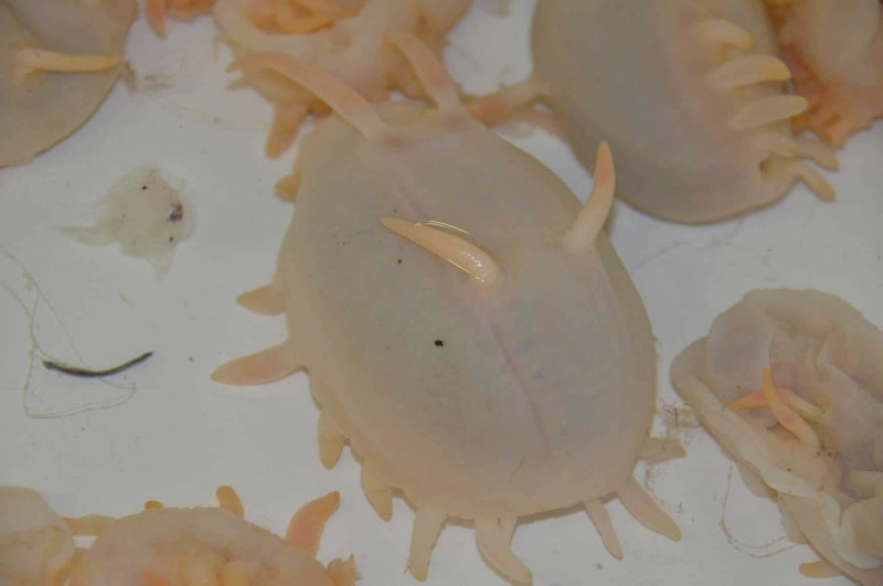Морская свинья голотурия