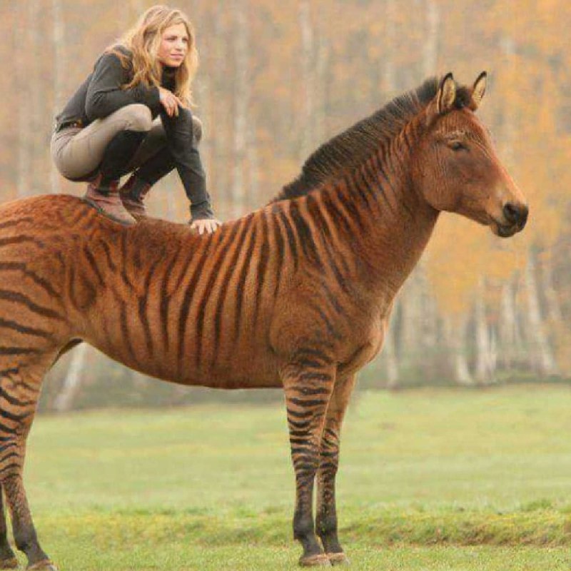 Zorse < Zebra + Horse – гибрид зебры и лошади;