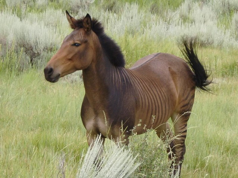 Зебрул