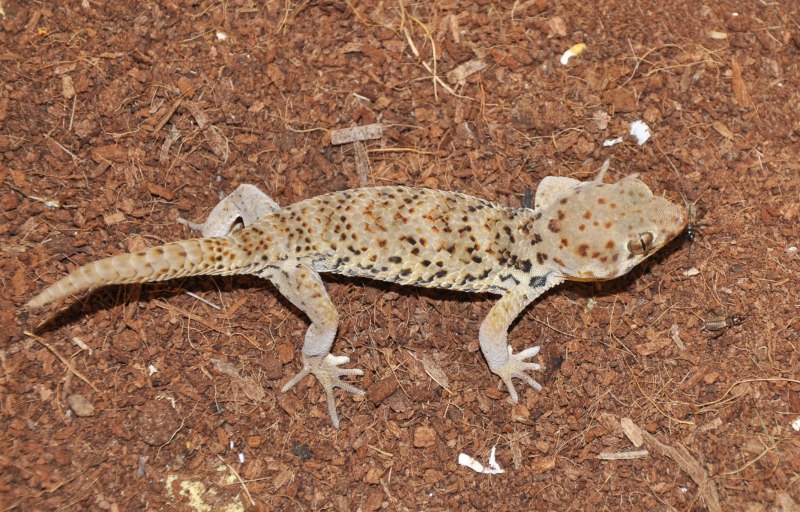 Teratoscincus roborowskii