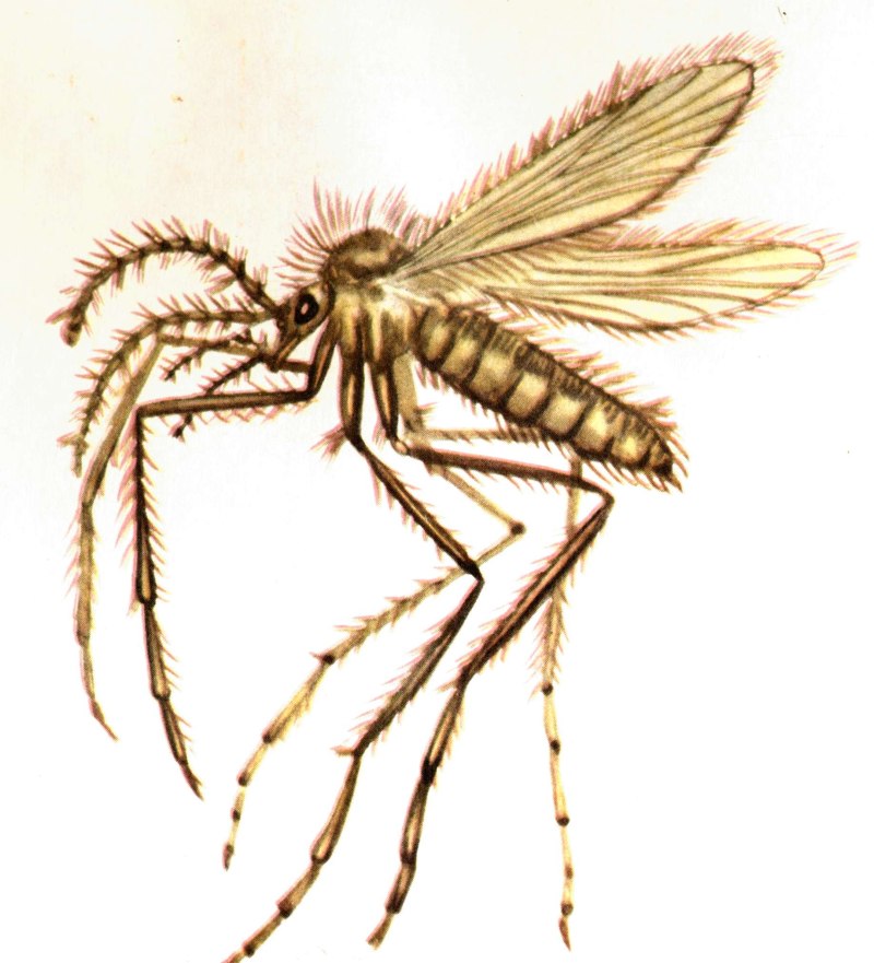 Москиты рода Phlebotomus