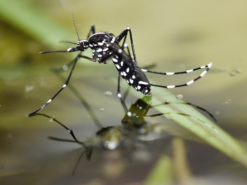 Комаров Aedes albopictus