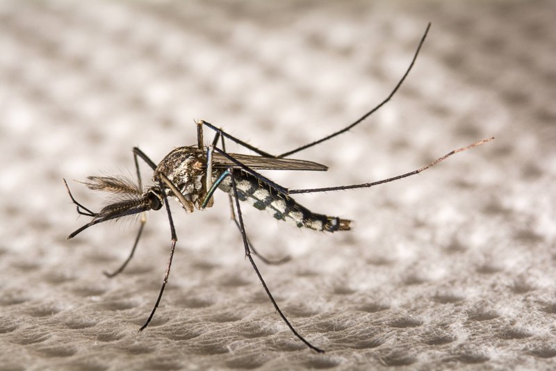 Комаров Aedes aegypti