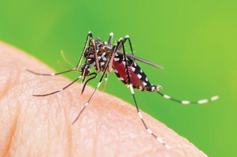 Aedes aegypti комар