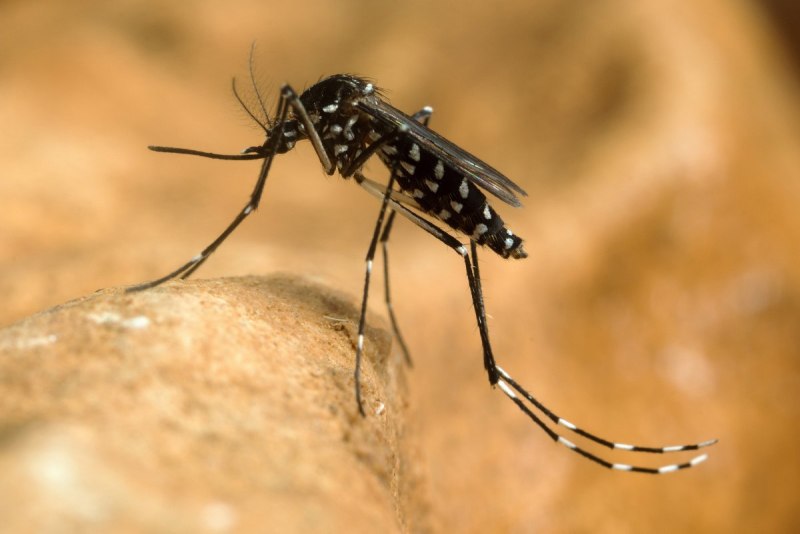 Комаров Aedes albopictus