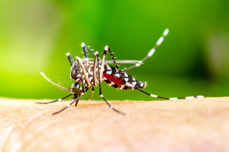 Aedes aegypti комар