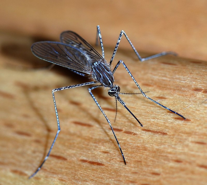Комар желтолихорадочный (Aedes aegypti)