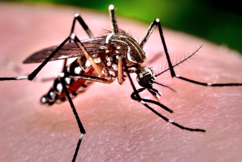 Aedes aegypti комар
