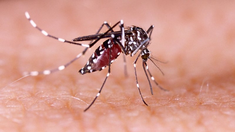 Aedes aegypti комар