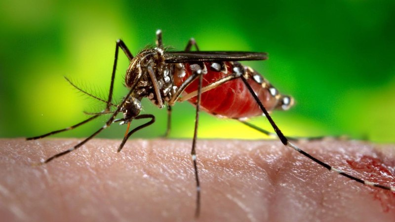 Aedes aegypti комар