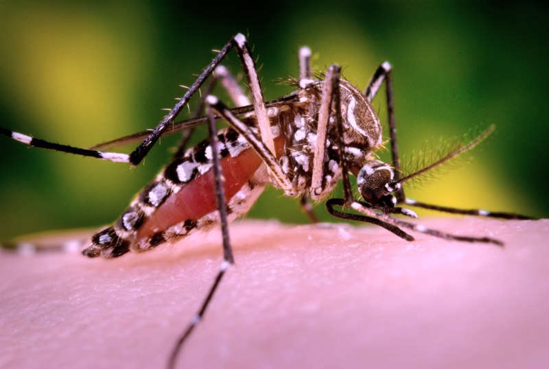 Aedes aegypti комар