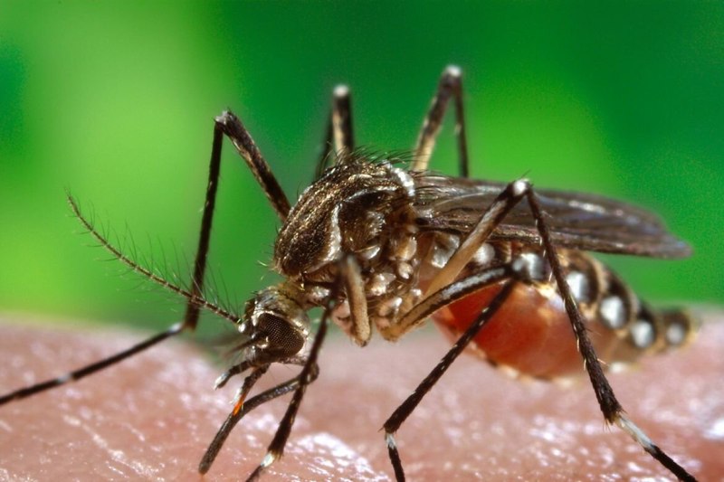 Aedes aegypti комар