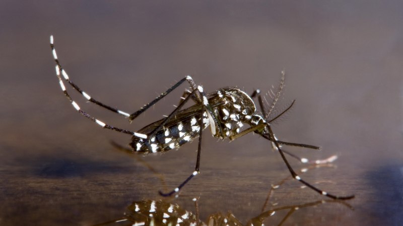 Комаров Aedes albopictus