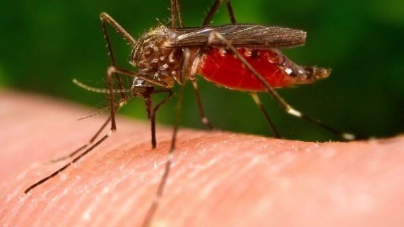 Москиты рода Phlebotomus