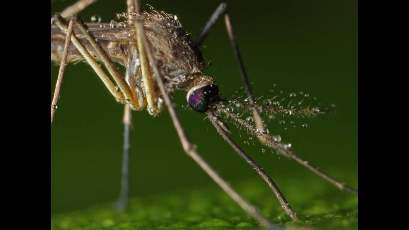 Москиты (комар) / Mosquito