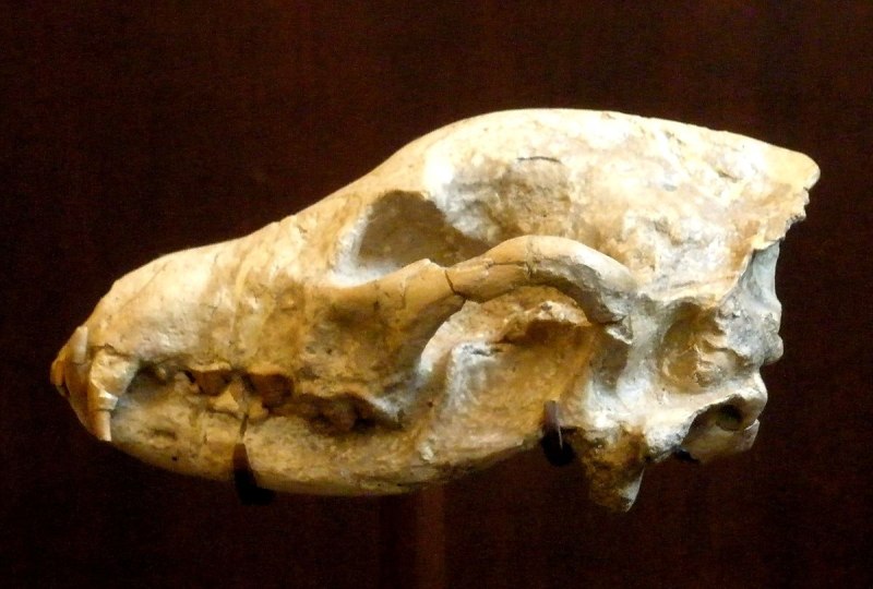 Ictitherium viverrinum