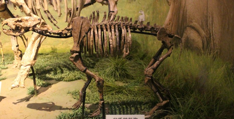 Tianjin natural History Museum