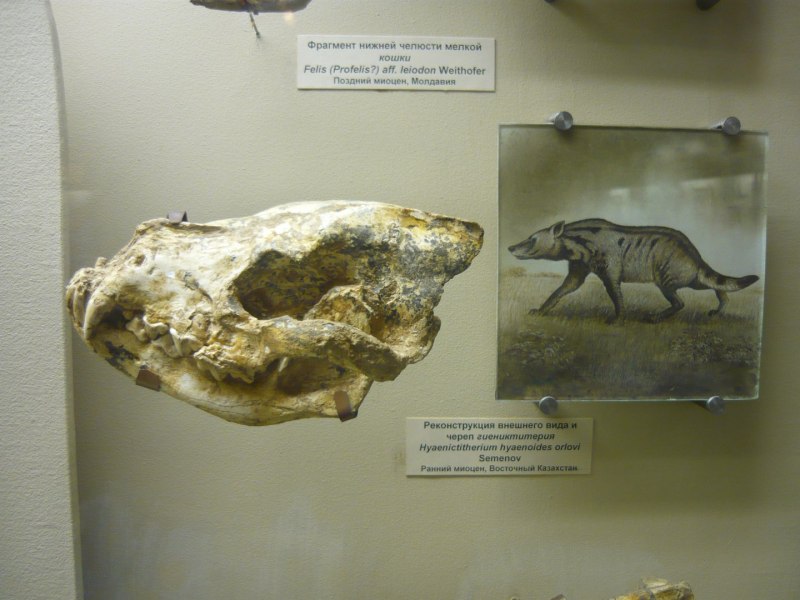 Plioviverrops