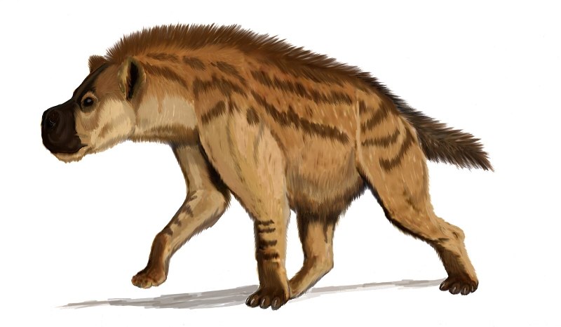 Dinocrocuta macrodonta