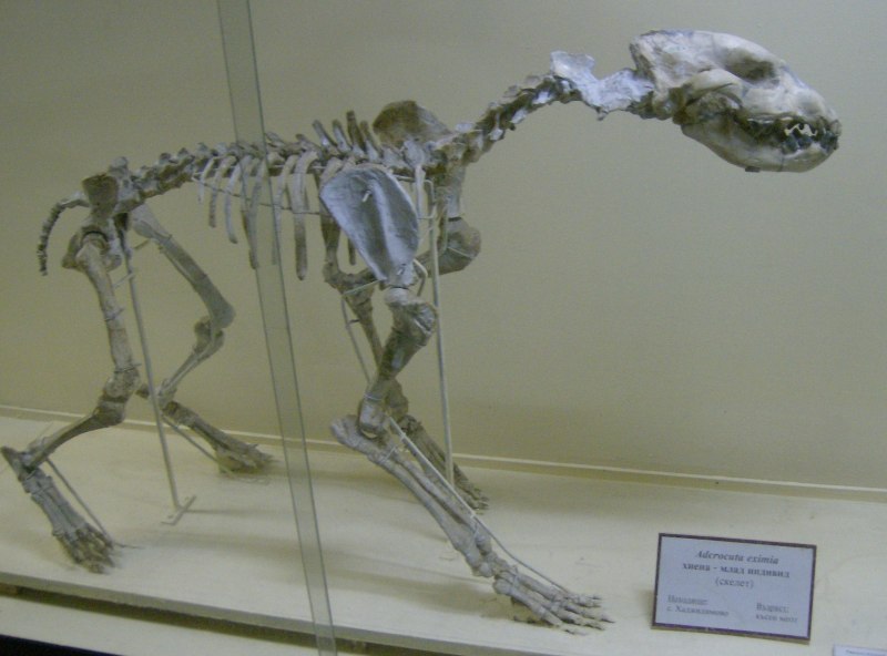 Crocuta crocuta Skeleton