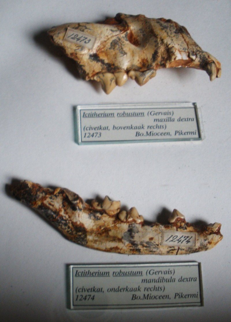 Thalassictis robusta