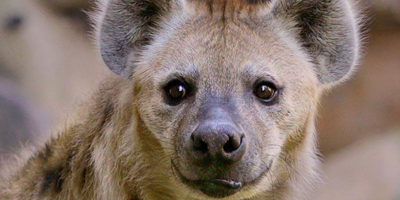 Plioviverrops