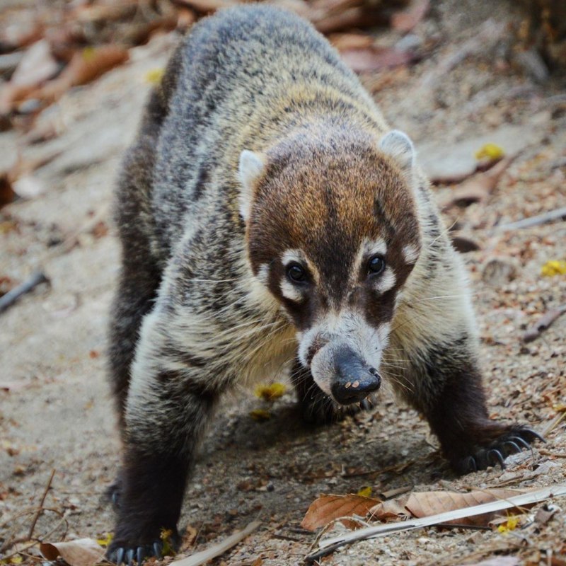 Plioviverrops