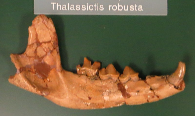 Thalassictis robusta