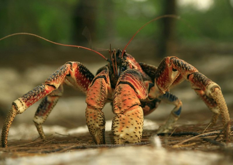 Giant Coconut Crab