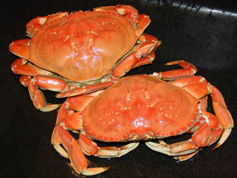 Кольчатый краб