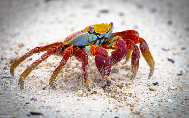 Grapsus Grapsus краб