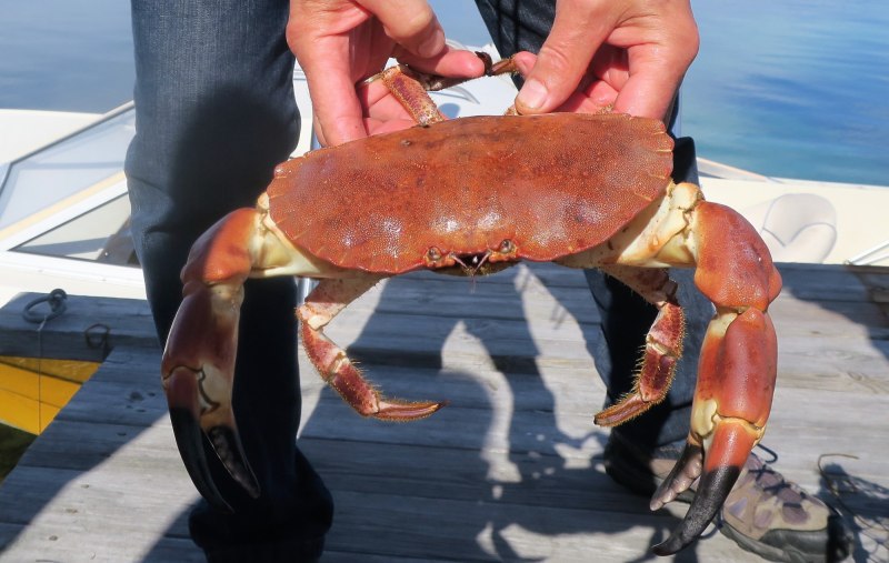 Краб Краснюк черное море