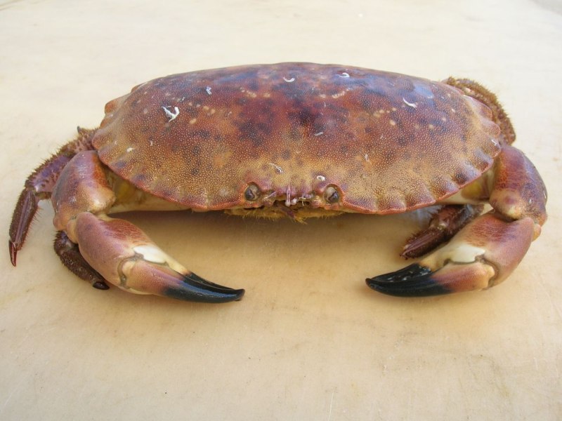 Краб Канцер