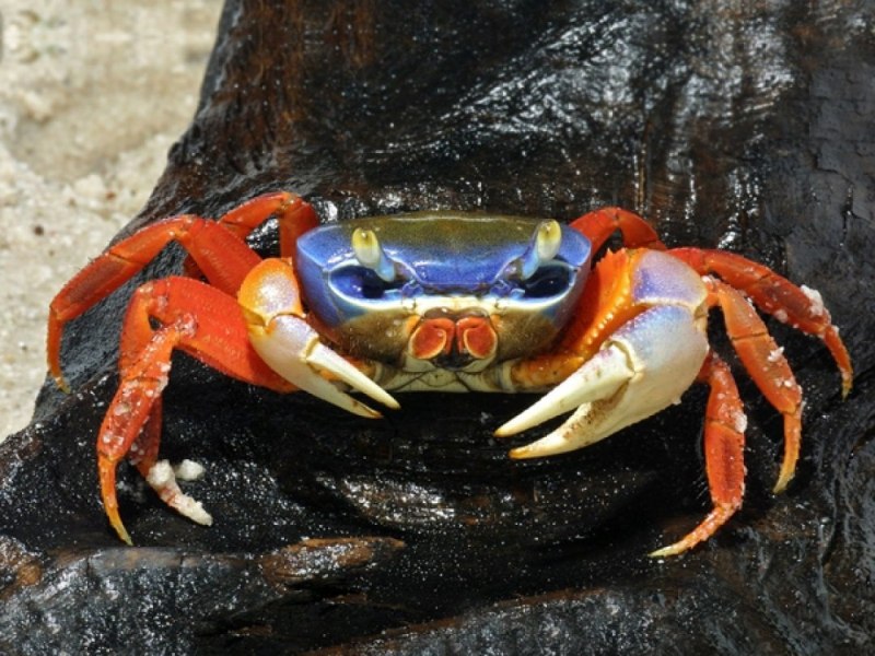 Cardisoma armatum