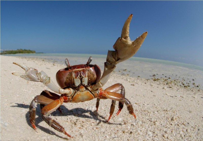 Морской краб