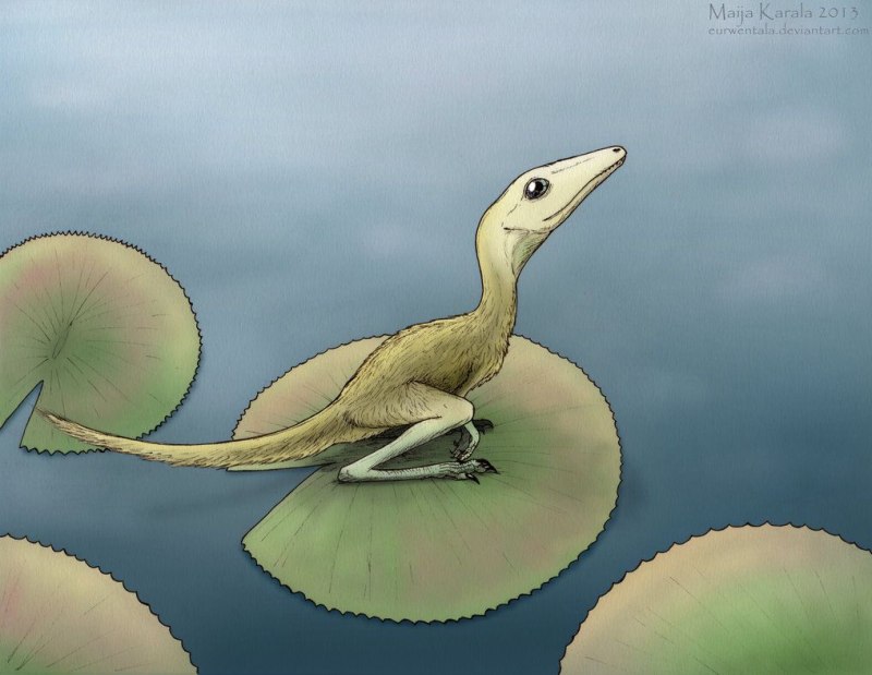 Scleromochlus taylori