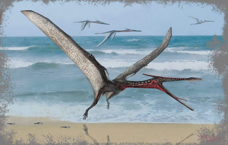 Moganopterus zhuiana