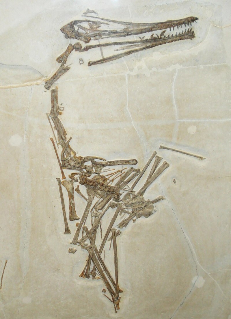 Cycnorhamphus