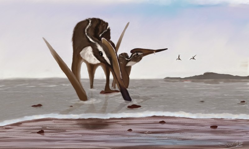 Ardeadactylus