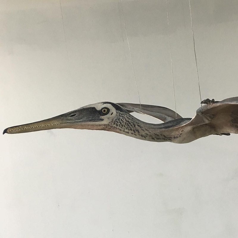 Pterodactylus antiquus