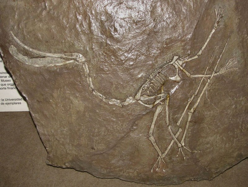 Pterodaustro guinazui
