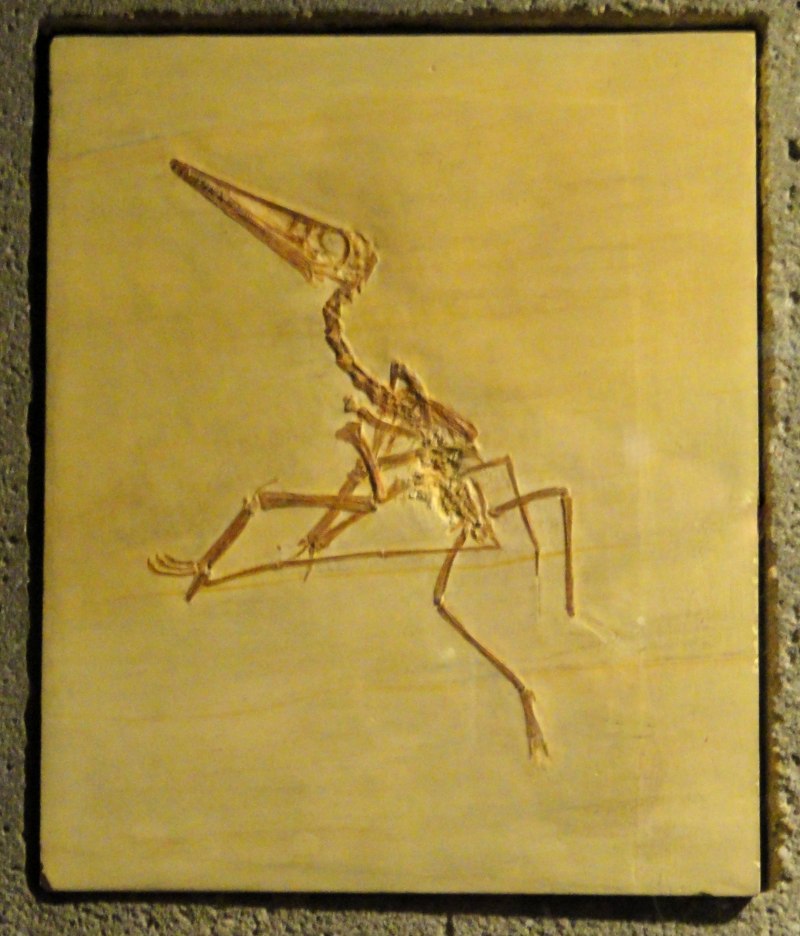 Pterodactylus antiquus