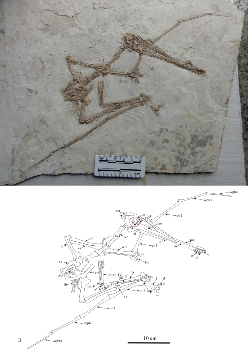Gladocephaloideus