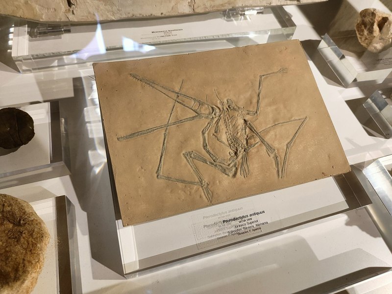 Pterodactylus antiquus