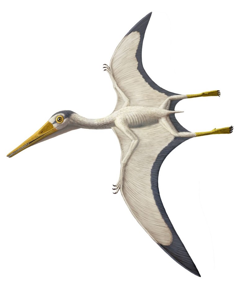 Pterodactylus antiquus