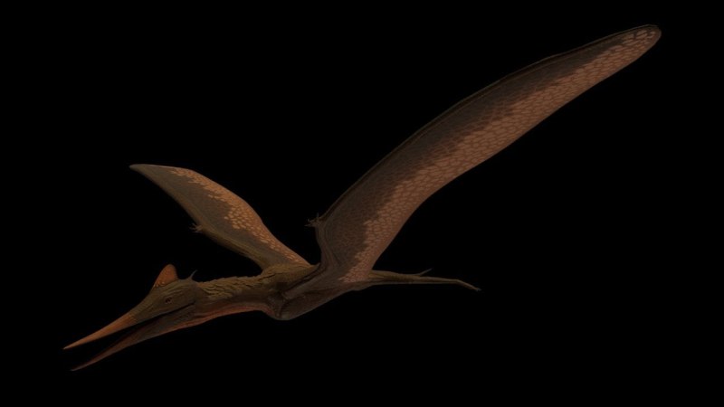 Pterodactylus antiquus
