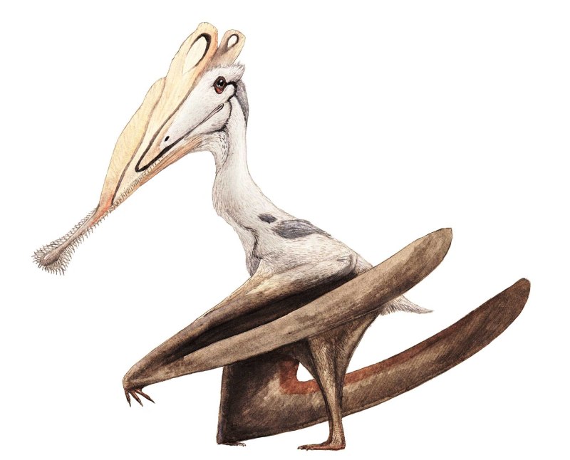 Gnathosaurus subulatus