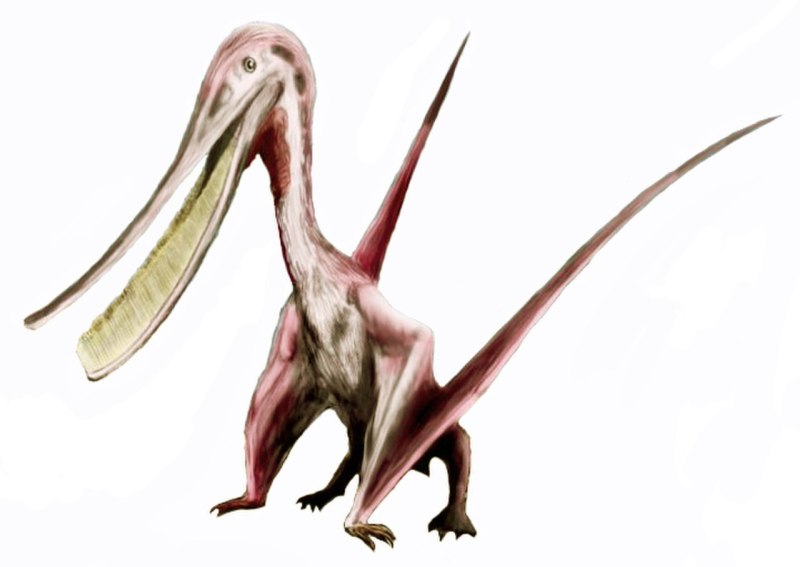 Pterodaustro guinazui