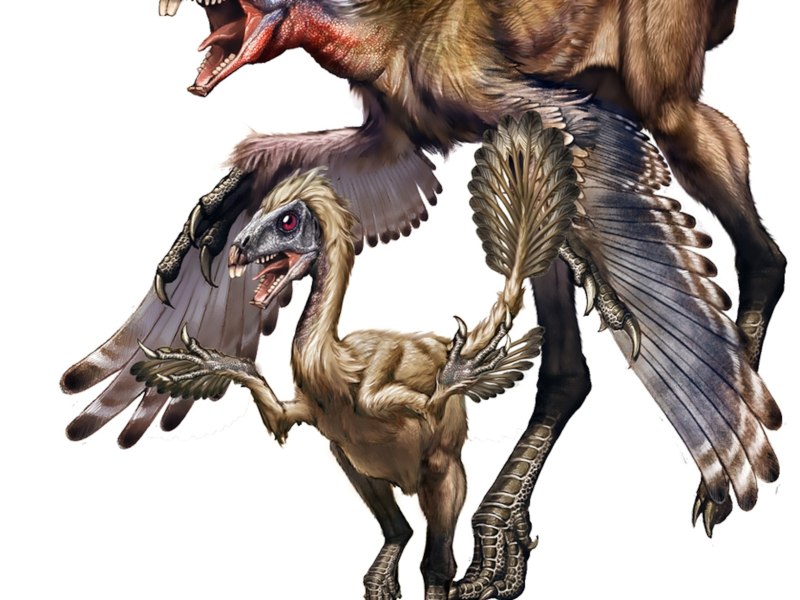 Similicaudipteryx динозавр