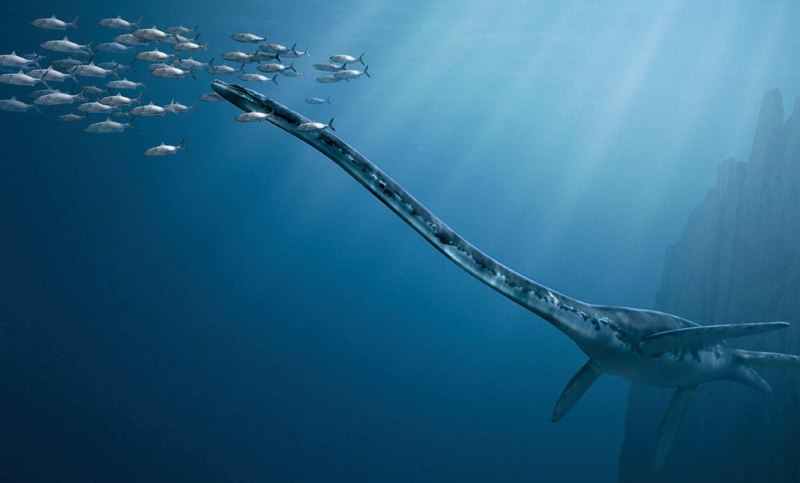 Elasmosaurus platyurus